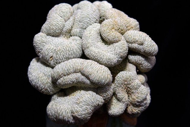 Pelecyphora aseliformis Cristat