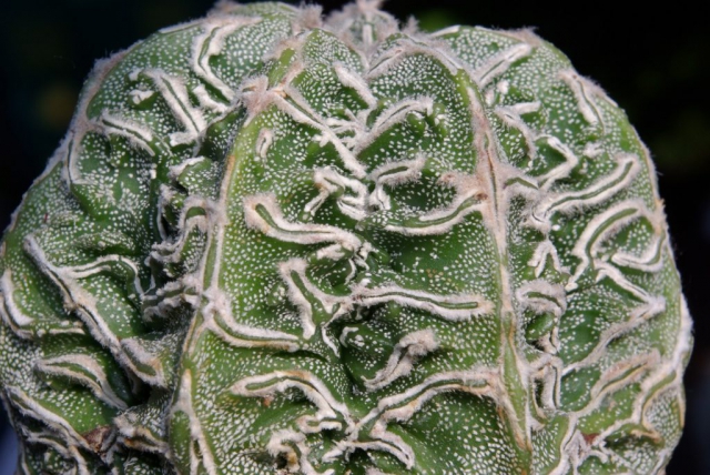 Astrophytum asterias cv. FUKURYU